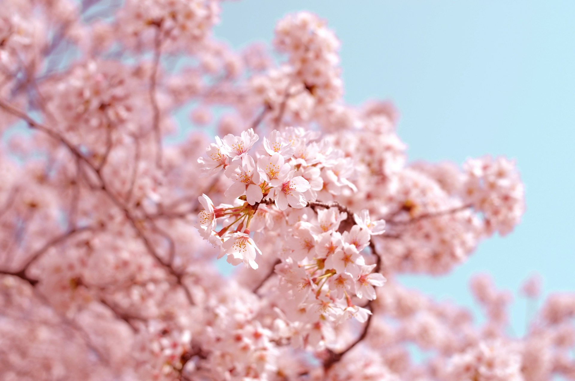 Cherry blossoms in full bloom against a blue sky