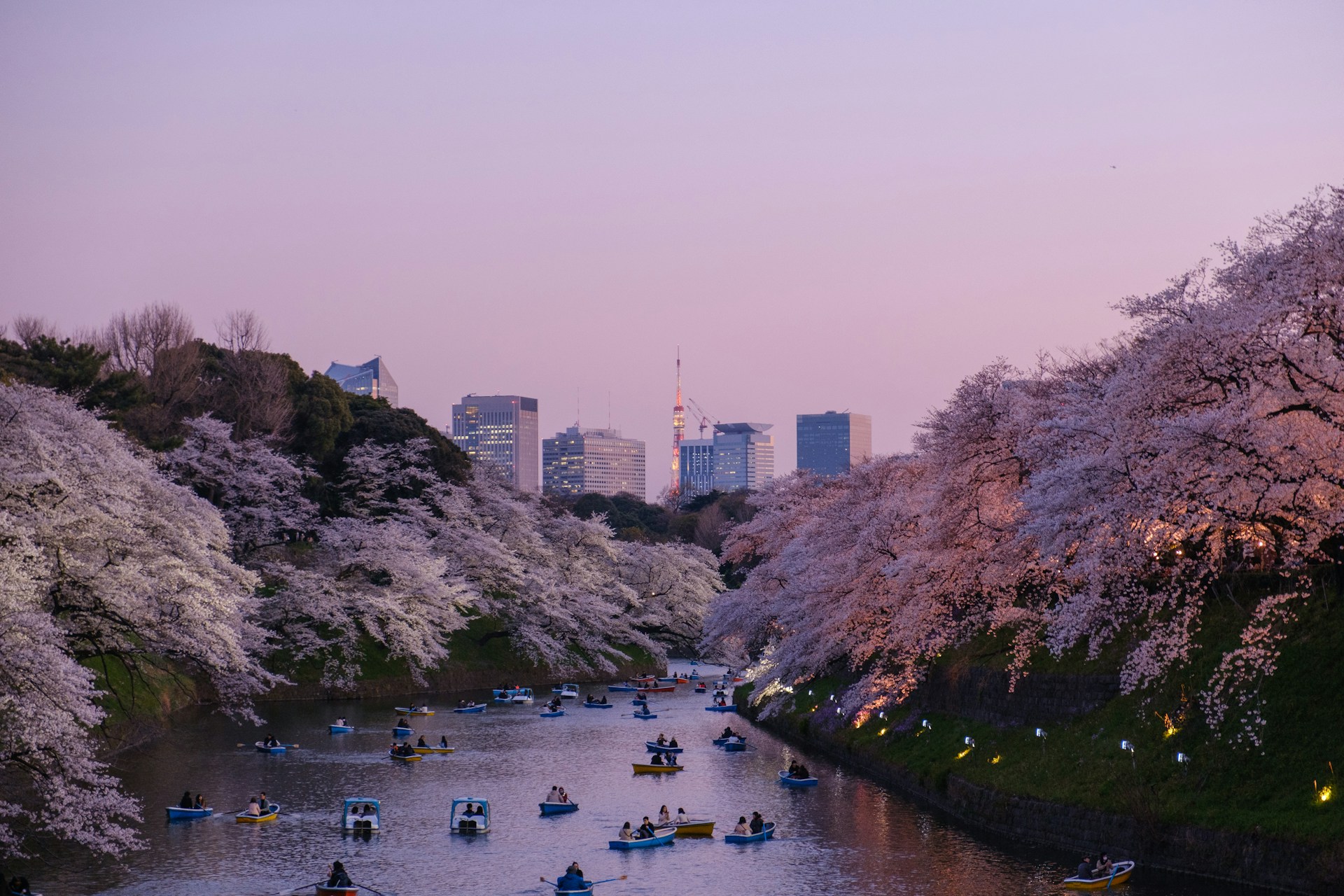 Rowing boats under cherry blossoms at Chidorigafuchi, Tokyo